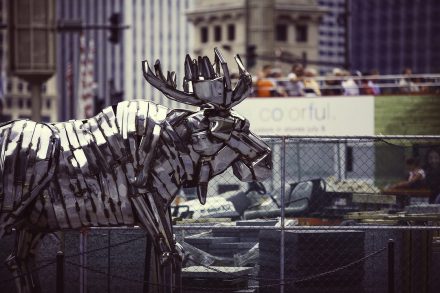moose