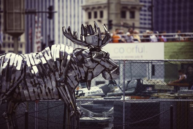 moose